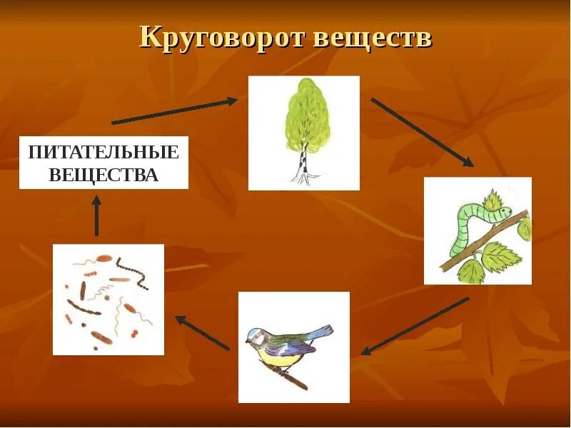 Придумать изготовить модель круговорот веществ. Модель круговорот веществ 3 класс окружающий мир. модель круговорота веществ окружающий мир. круговорот веществ в природе схема. постройте схему круговорота веществ в природе.