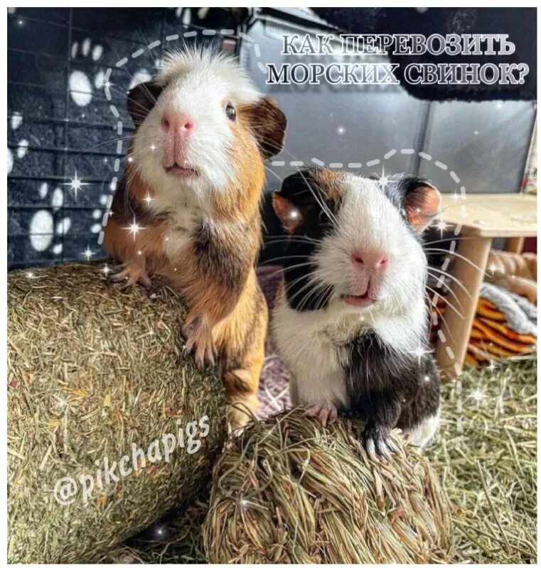 Транспортировка морских свинок зимой. Перевоз морских свинок. Перевоз морской свинки в поезде. Перевоз морских свинок. Переноски для морских свинок.
