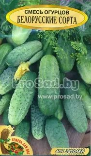 Сорта огурцов для беларуси