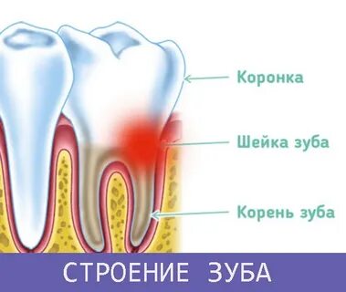 Анатомическая шейка зуба