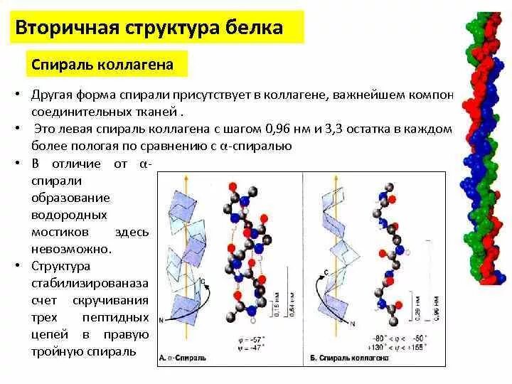 Белковая спираль. Коллаген строение белка биохимия. вторичная структура белка коллагеновая спираль. первичная вторичная третичная структура коллагена. строение вторичной структуры белка.