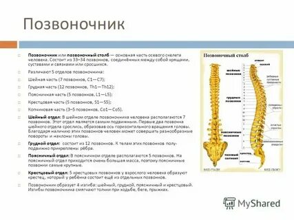 Особенности позвонков разных отделов таблица