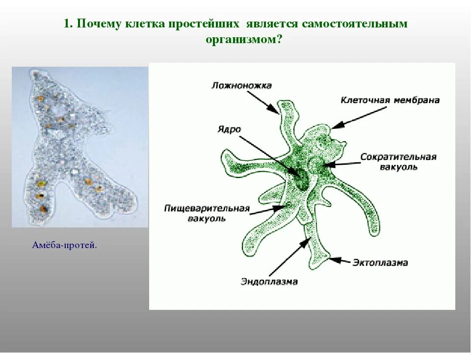 Почему простейшие живые. Амёба обыкновенная плазмалемма. Строение амебы 7 класс. Строение амебы Протей. Клетка амеба обыкновенная.