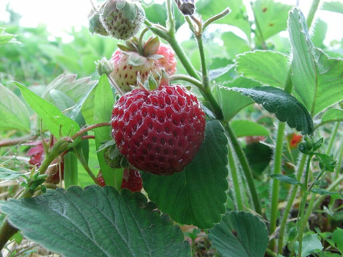 Клубника сорт мице