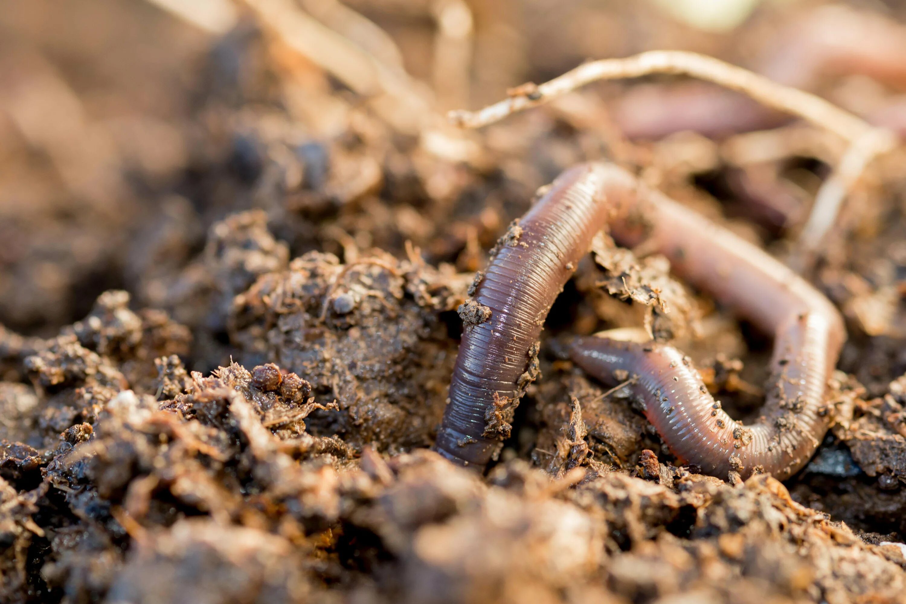 Черви весной. Личинки Калифорнийского червя. Красный калифорнийский червь. Почвенно подстилочные черви.