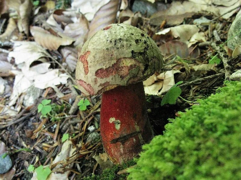 пеньковые опята. грибы собранные в ящик. съедобные грибы гор адыгеи. грибники адыгеи. грибники адыгеи.