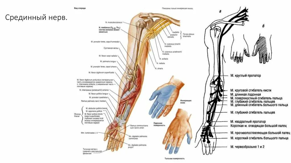Срединный нерв анатомия топография. Анатомия лучевого нерва на предплечье и кисти. Срединный локтевой лучевой нерв анатомия. Иннервация срединного нерва.