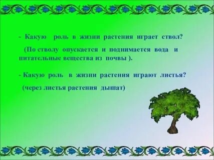 Растения играют важную роль