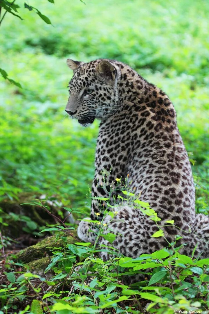 Национальный парк басеги животные. Енот полоскун кавказского заповедника. Переднеазиатский леопард (кавказский барс). Сочинский парк переднеазиатский леопард. Сочинский национальный парк леопарды.