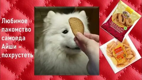 Любимое лакомство собаки