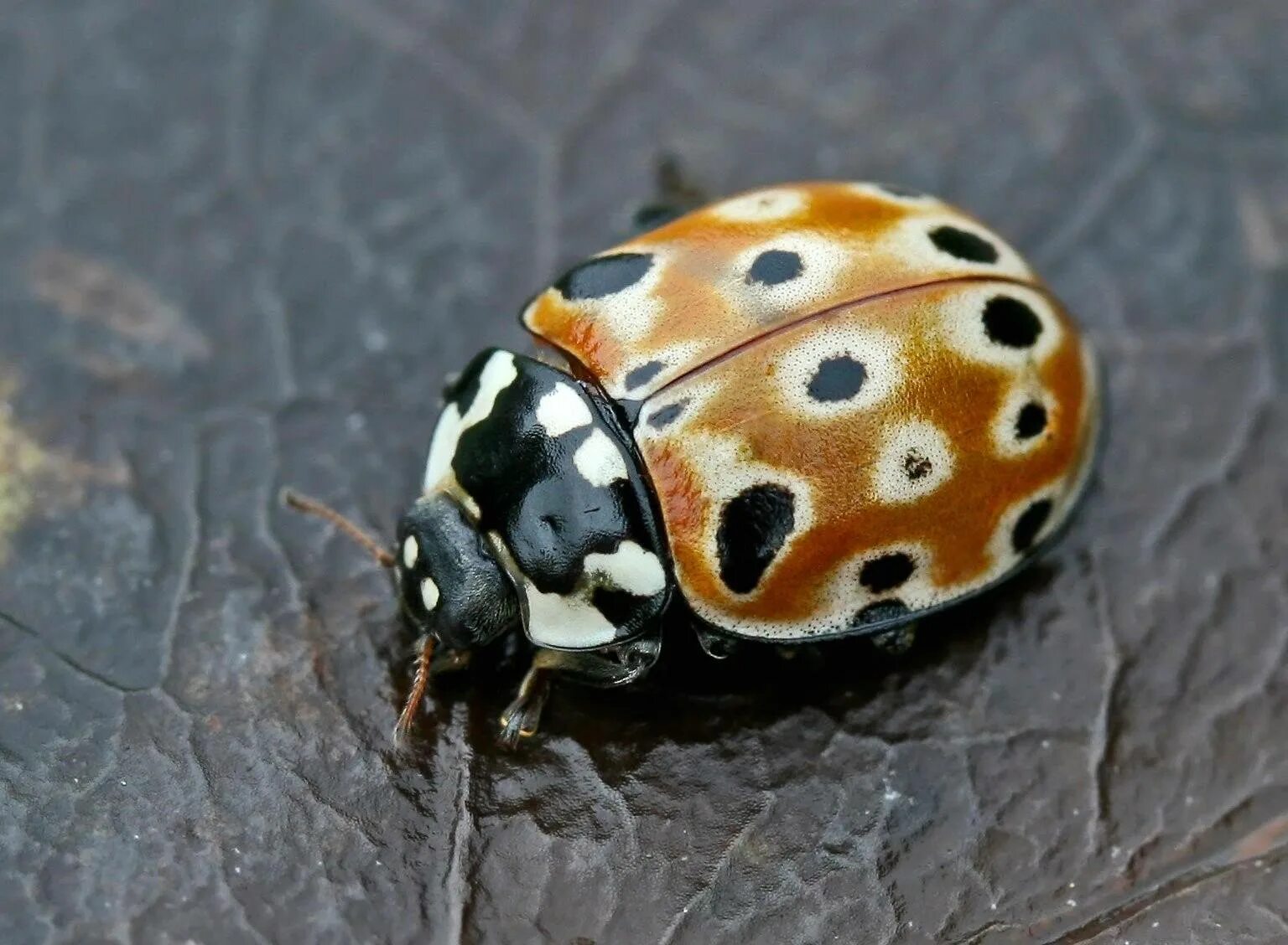 Глазчатая Божья коровка. Коровка глазчатая anatis ocellata. Жёлтая Божья коровка с чёрными пятнами. Семиточечная Божья коровка. Окраска тела божьей коровки