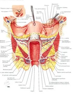Атлас Неттера - Женский таз.