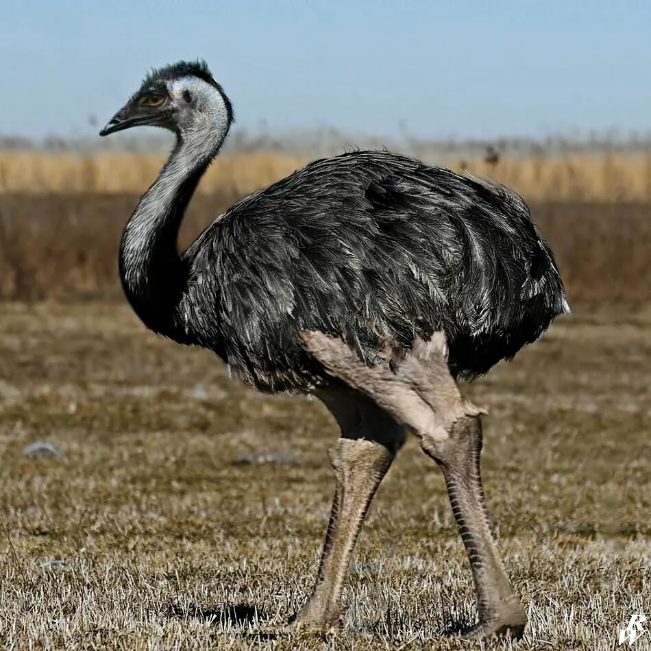 Elephant bird. Struthio dmanisensis. Эпиорнис мадагаскарский. Страус Эпиорнис. Эпиорнис птица.