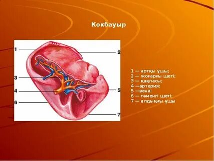 30 жастан асқандар үшін орысша порно
