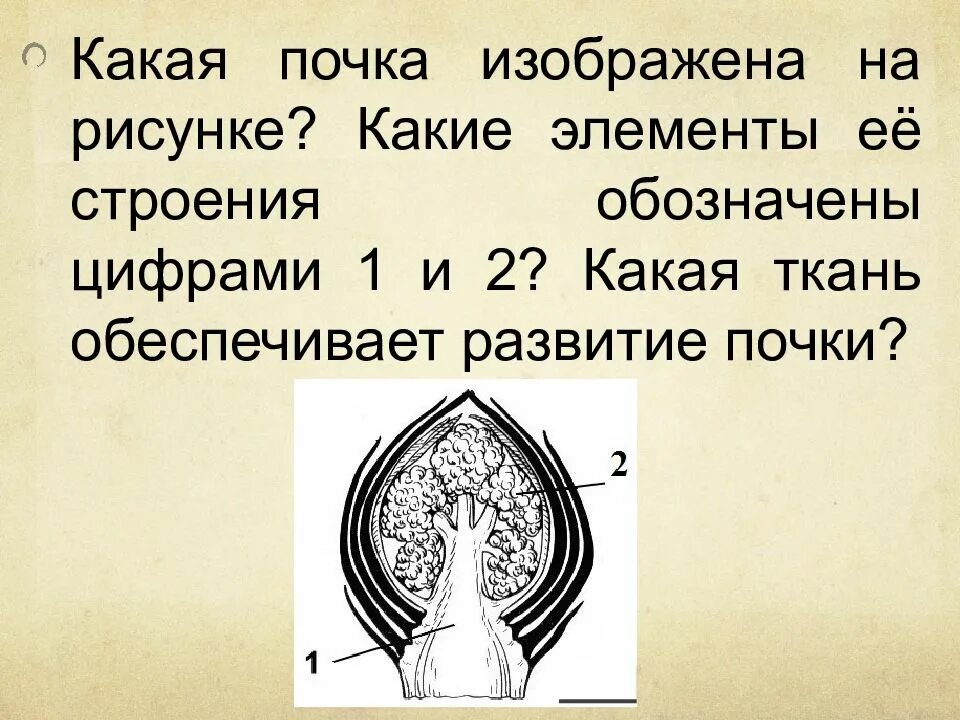 Какая ткань обеспечивает развитие почки. Какая почка изображена?. Какая почка изображена на рисунке какие элементы ее строения. На рисунке изображена почка.