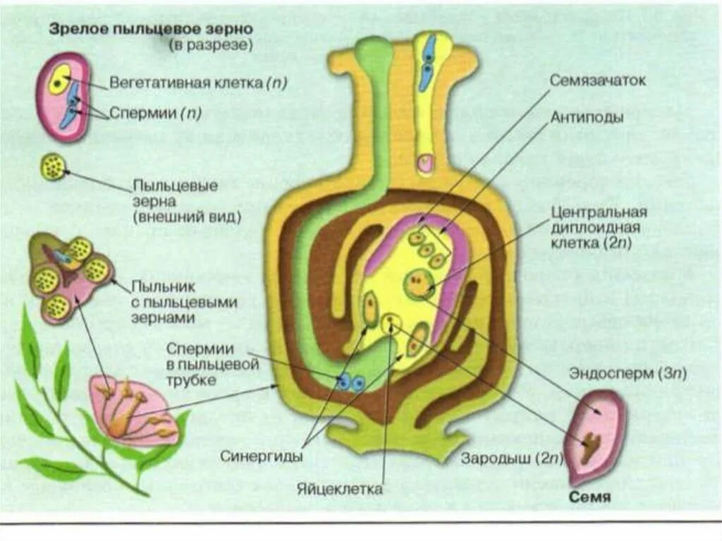 Образование пыльцы в пыльцевом мешке. Схема двойного оплодотворения у цветковых растений. Оплодотворение покрытосеменных растений схема. Двойное оплодотворение у покрытосеменных схема. Двойное оплодотворение у цветковых схема.