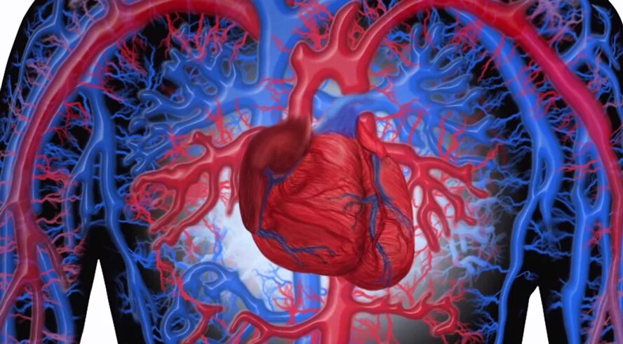 The circulatory cardiovascular system. Кровеносная система видео. Вена человека. Кровеносная система видео. Кровеносная система человека полностью.