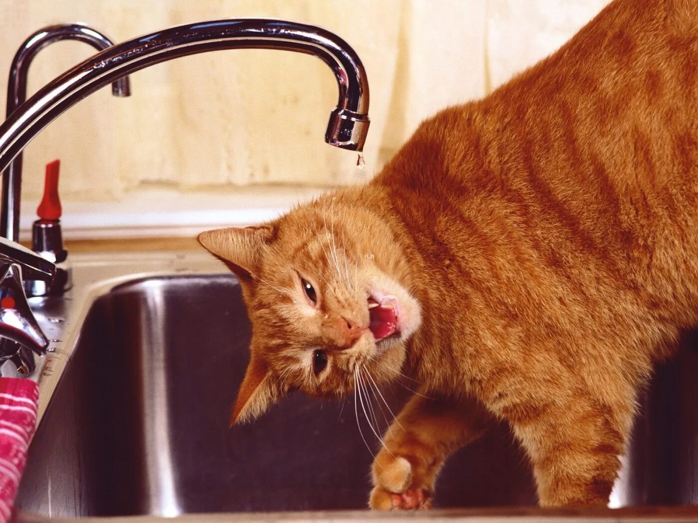 Забавные кошки. Забавный рыжий кот. Котики приколы. Кот и кран с водой.