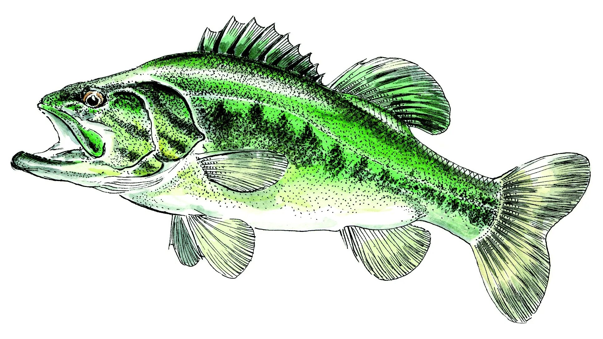 8 бит ерш щука бычок карась. Речные рыбы. Окунь щука сом карась ерш. Рыбы щука и карась. Largemouth bass рыба.