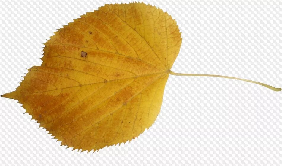 Листок березы золотистой пчелкой. Берёза листья. Листочки березы. Осенние листья березы. Листья березы осенью.