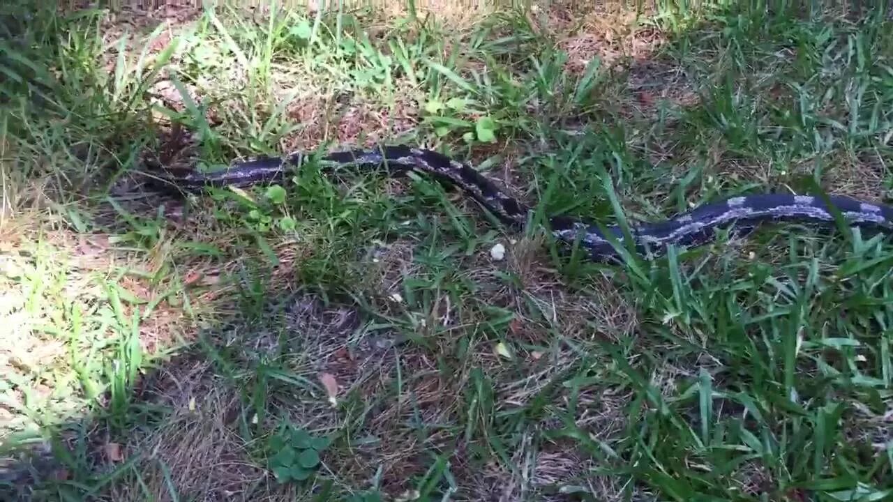 You ever seen a snake