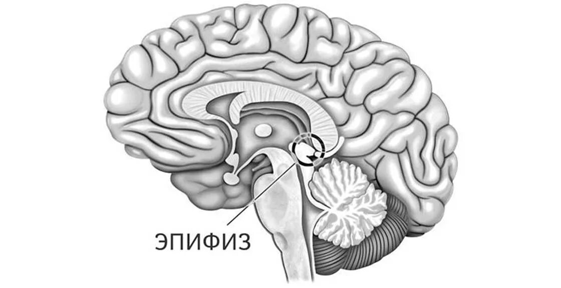 Пинеальная железа это. Строение мозга человека эпифиз. Шишковидная железа анатомия. Эпифиз мозга шишковидное тело. Строение мозга шишковидная железа.