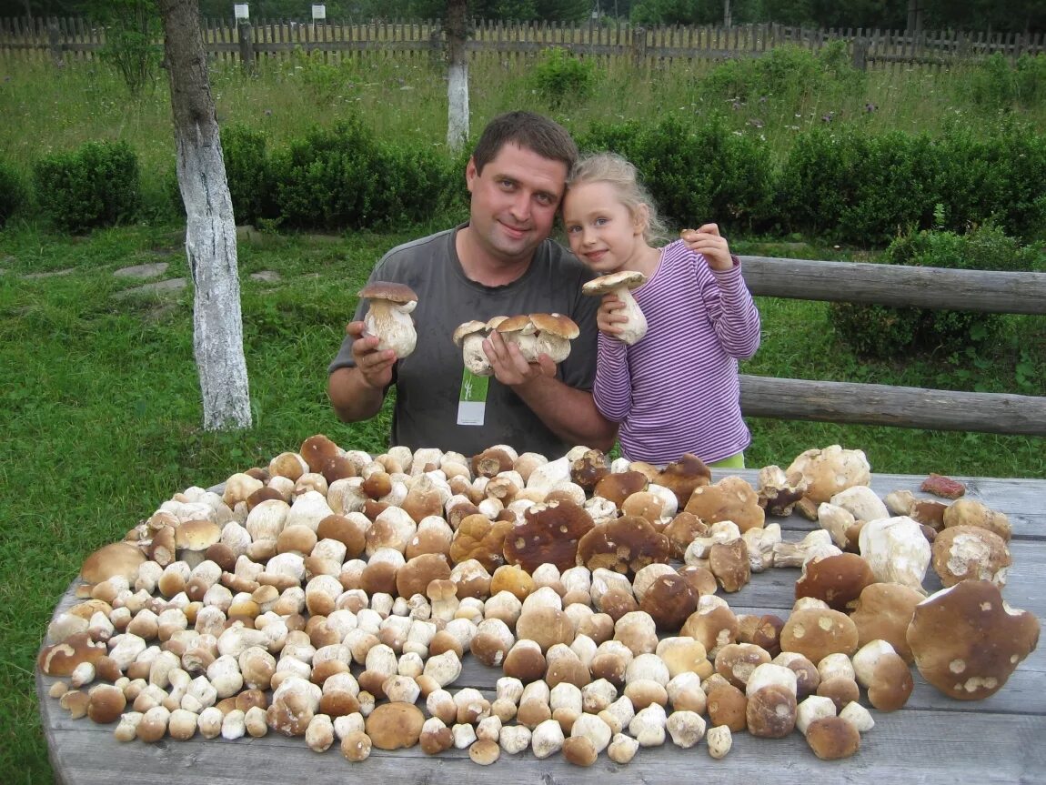 Много грибов. Самые грибные места. Большой урожай грибов. Насобирал много грибов.