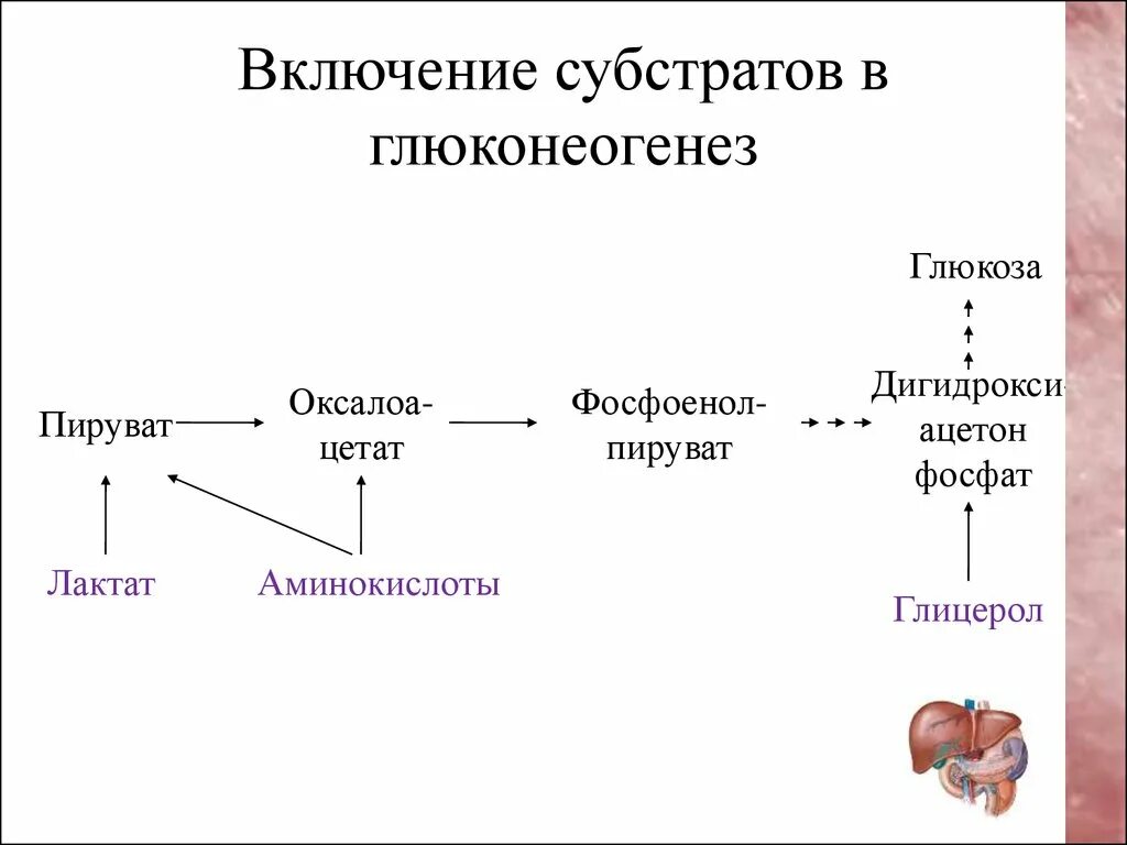 Роль субстратов