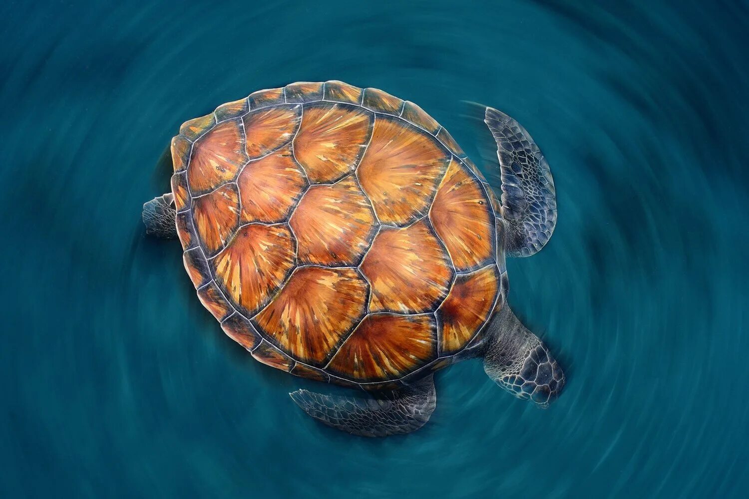 Turtle up