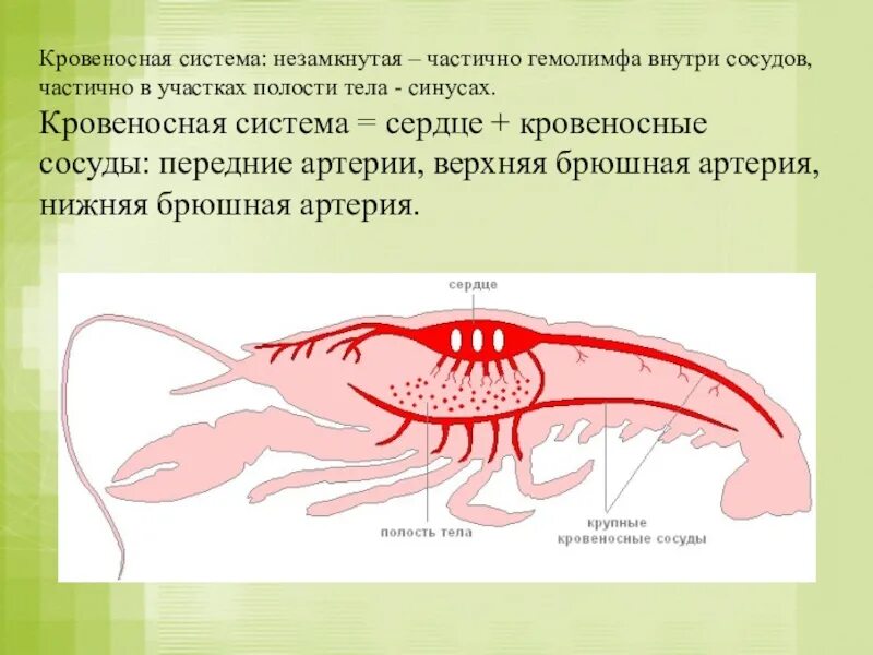 Кровеносная система ракообразных 7 класс биология. Строение кровеносной системы ракообразных. Строение дыхательной системы ракообразных. Система незамкнутой кровеносной системы.