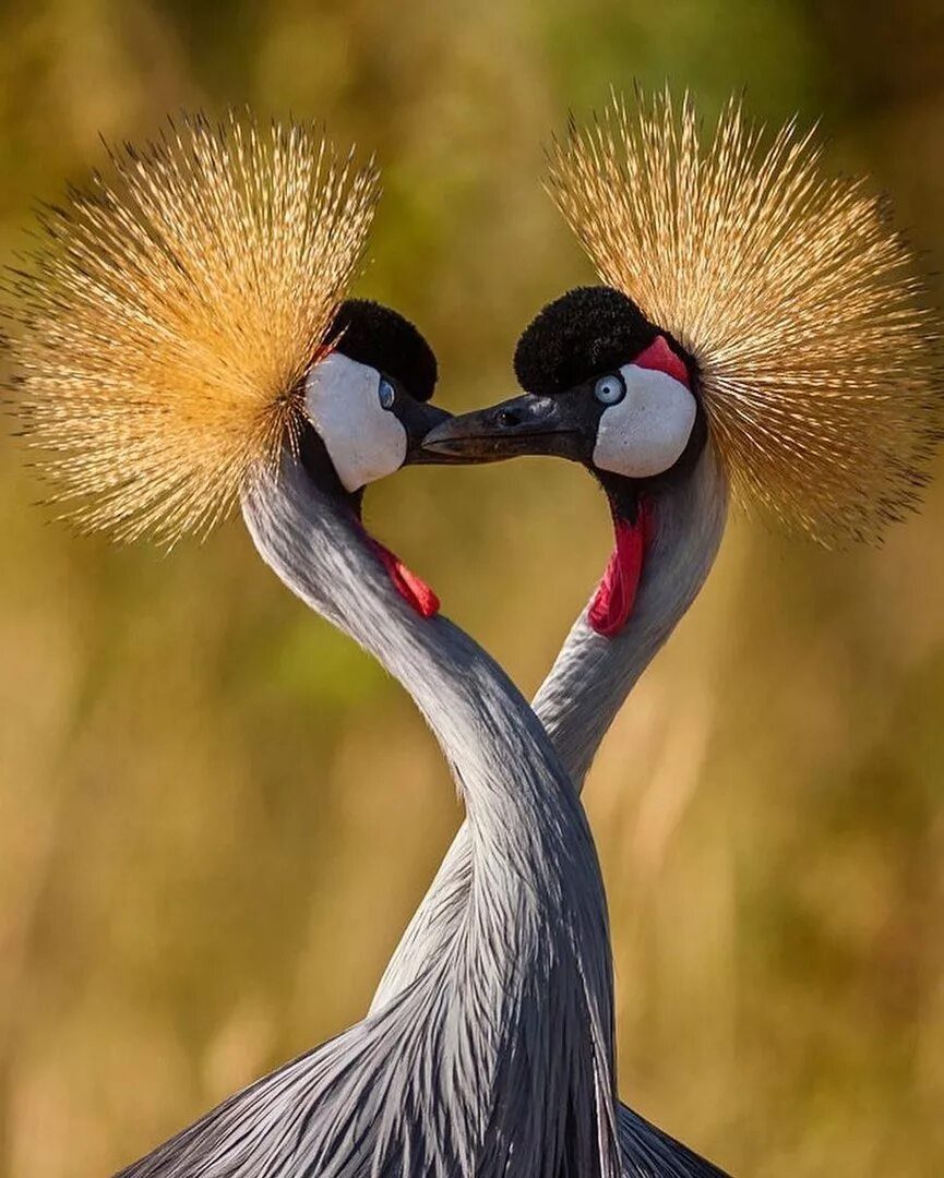 Венценосный журавль самка. Любовь среди животных. Лев львица и львенок. Любовь среди животных. Пара львов.