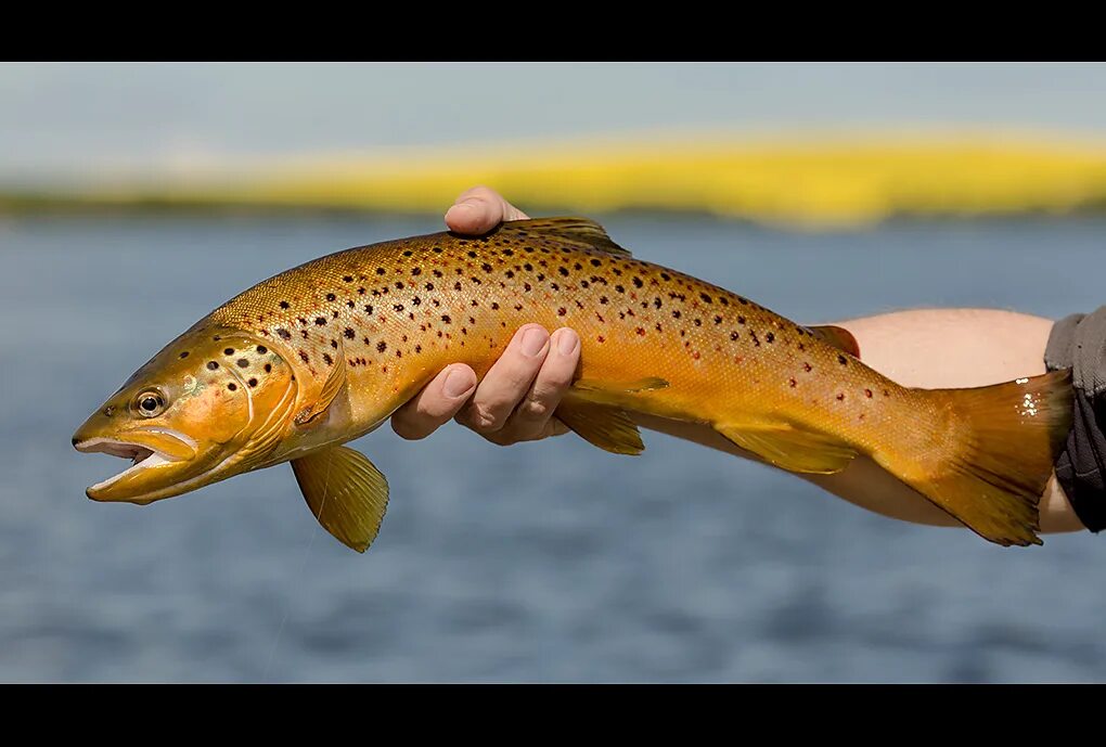 кумжа ручьевая. форель кумжа. кумжа ручьевая форель. каспийская кумжа. черноморская кумжа черноморский лосось.