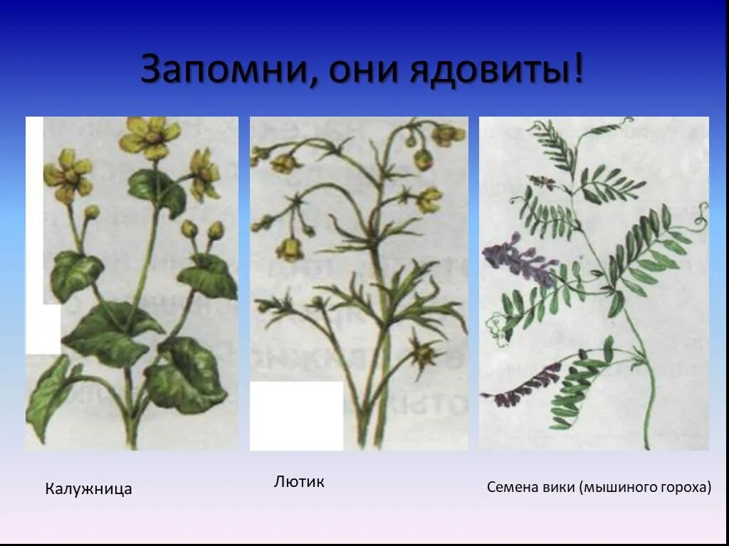 Ядовитые растения на лугу. Лютик едкий ядовитое растение. Ядовитые полевые растения. Ядовитый луговой. Лекарственные и ядовитые растения.