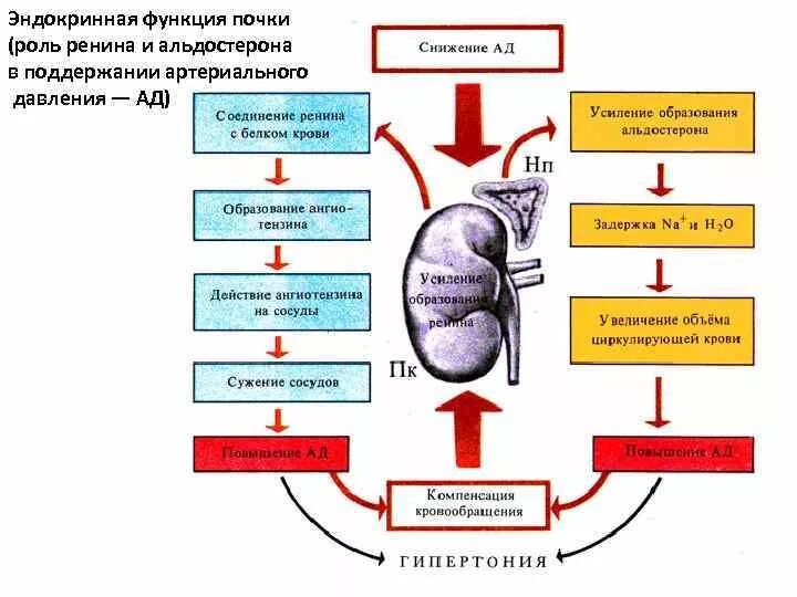 Каковы функции почек. Функции почки регуляция артериального давления. Функции почек в регуляции ад. Ренин функции в почках. Эритропоэтин ренин ангиотензин альдостероновая система.