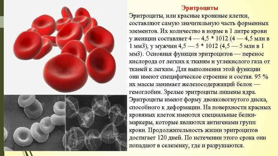 Эритроциты способны к передвижению. Эротроциты красный кровяные клетки. кровь эритроциты лейкоциты тромбоциты.