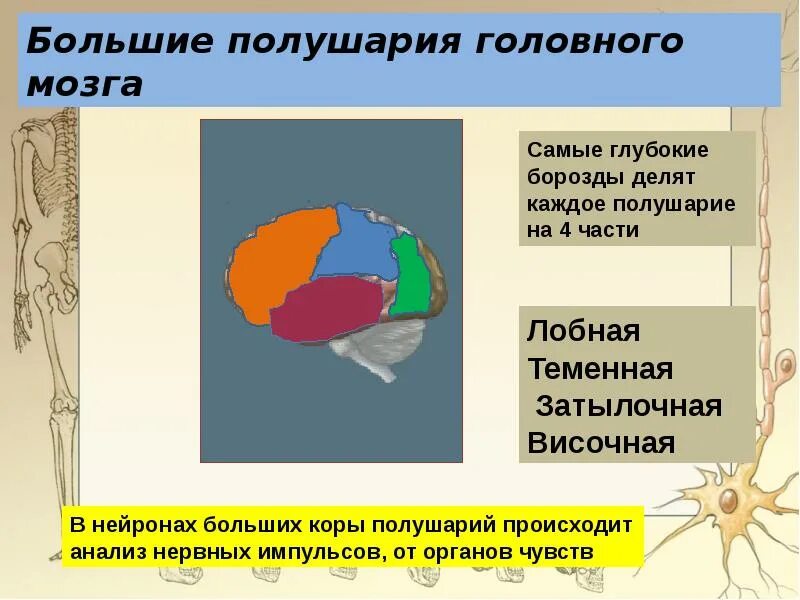 Большие полушария. Большие полушария переднего мозга. Большие полушария головного мозга презентация 8 класс. Презентация передний мозг: промежуточный мозг и большие полушария.