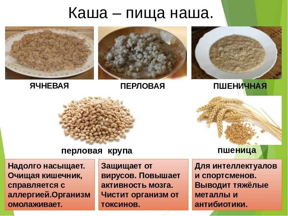 Какие кашки можно. Ячневая и пшеничная крупа. Каша ячневая пшеничная ячменная. Крупа ячекввя и пшеничная.. Каши ячневая и пшеничная.