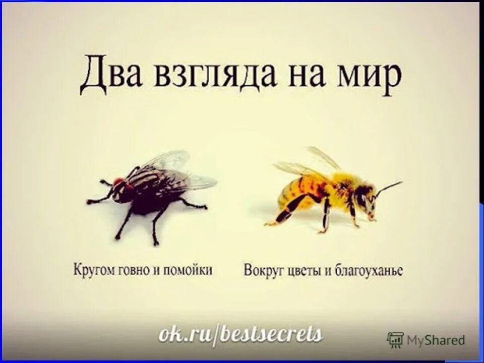 Часто можно видеть. Муха и пчела. Про муху и пчелу. Два взгляда на мир Муха и пчела. Кружка не ешь мой мозг.