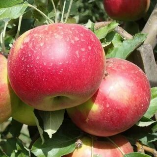 Айдаред яблоки отзывы