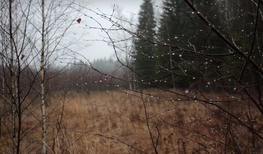 Все кругом быстро чернело. Пасмурная осень. Поздняя осень дождь. Пасмурно поздняя осень. Пасмурный день в лесу.