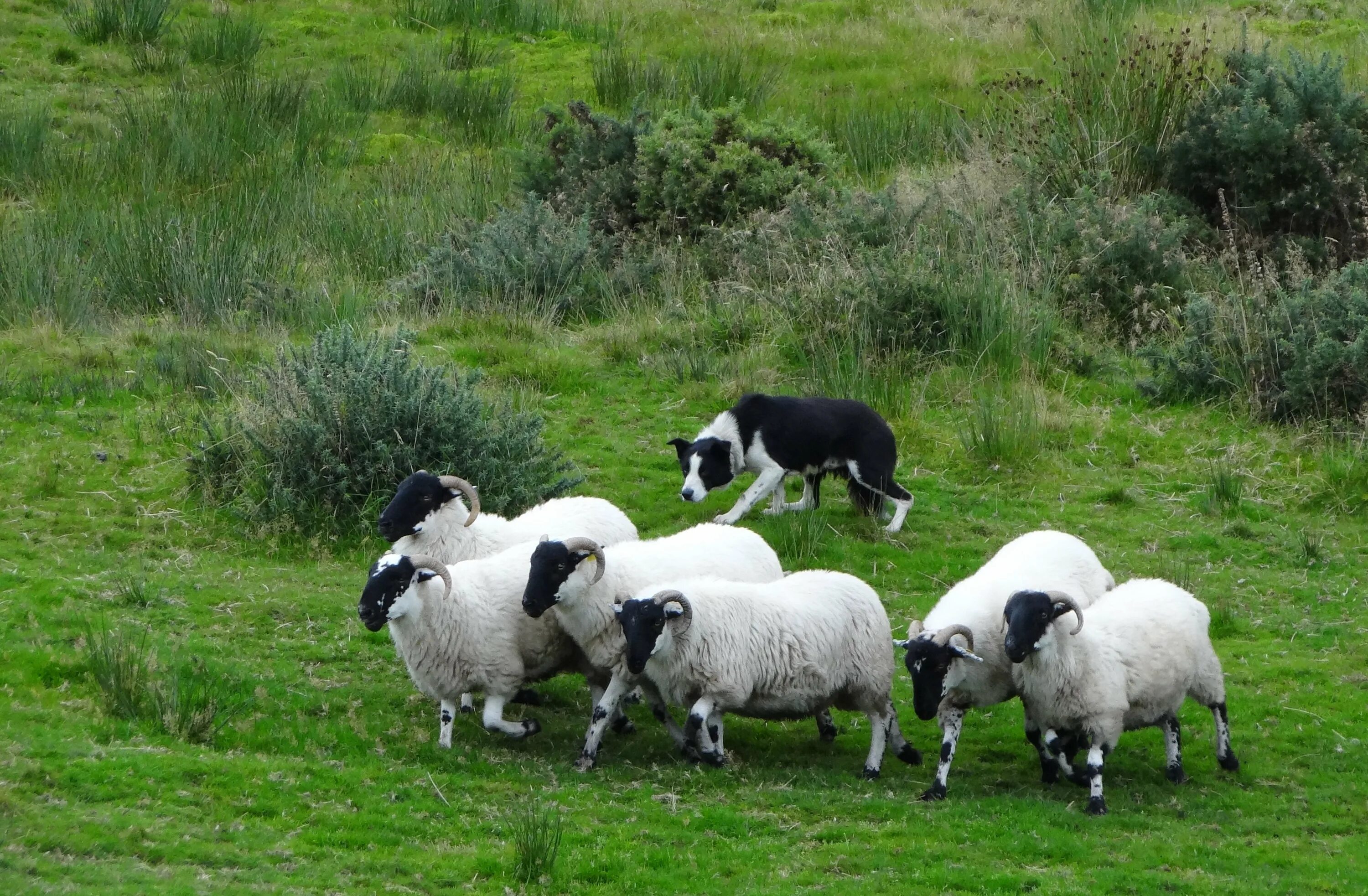Пасу овечек. Южнорусская овчарка пасет овец. Порода собак Пастухов овец. Пастушья собака пасет овец. Пастушьи собаки для овец.