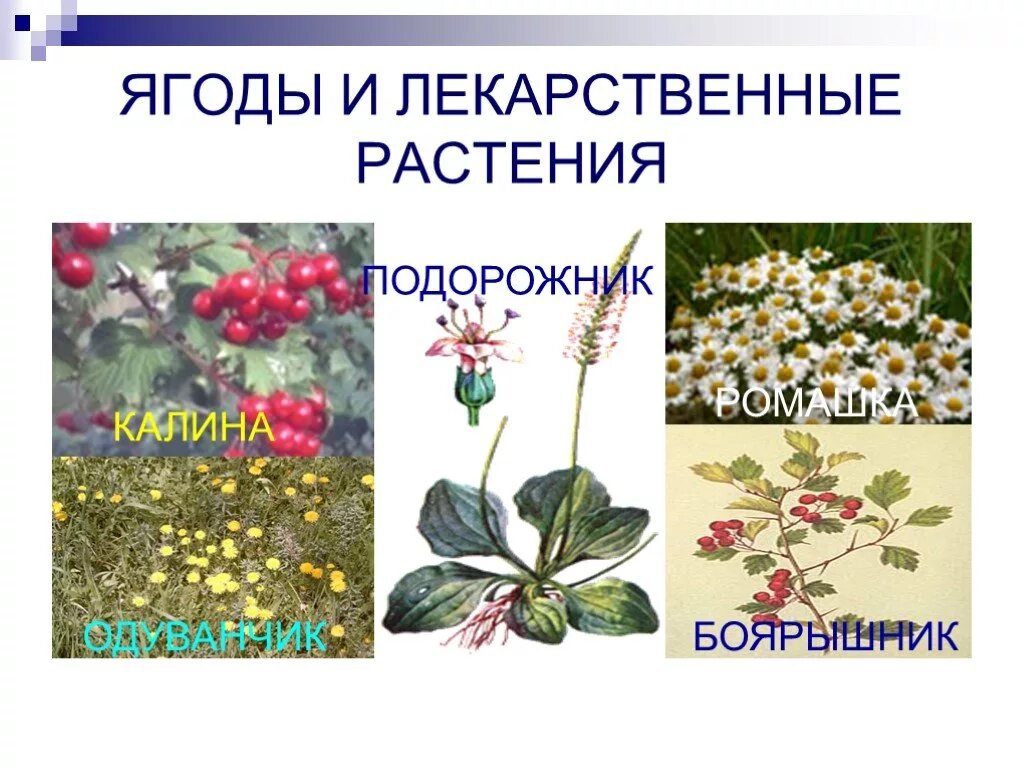 Лекарственные растения для животных. Лекарственные травы и ягоды. растения лекарственные травы ягоды. лесные лекарственные растения. охрана ресурсов лекарственных растений.