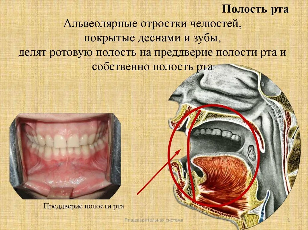 Строение ротовой полости преддверие рта. Альвеолярные отростки челюстей. преддверие полости рта. преддверие полости ртп. альвеолярный отросток ротовой полости.