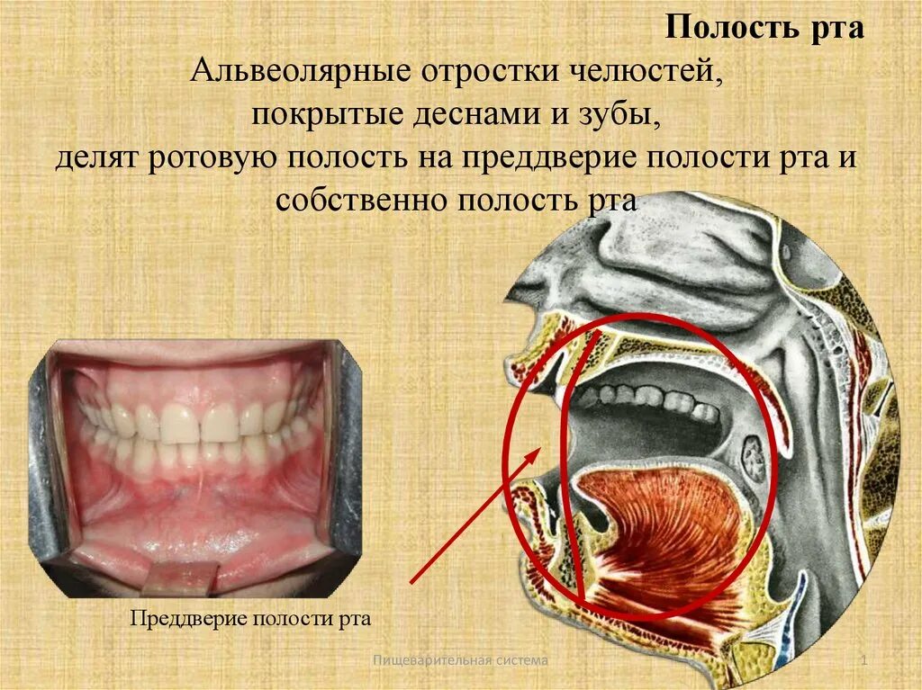 Преддверие полости РТП. Предвенрие области рта. Предверие поло си и РИА. Пищеварительная система полости рта