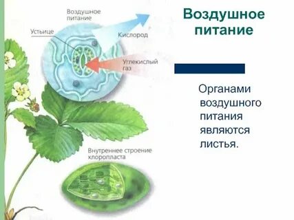 Листья растений дышат