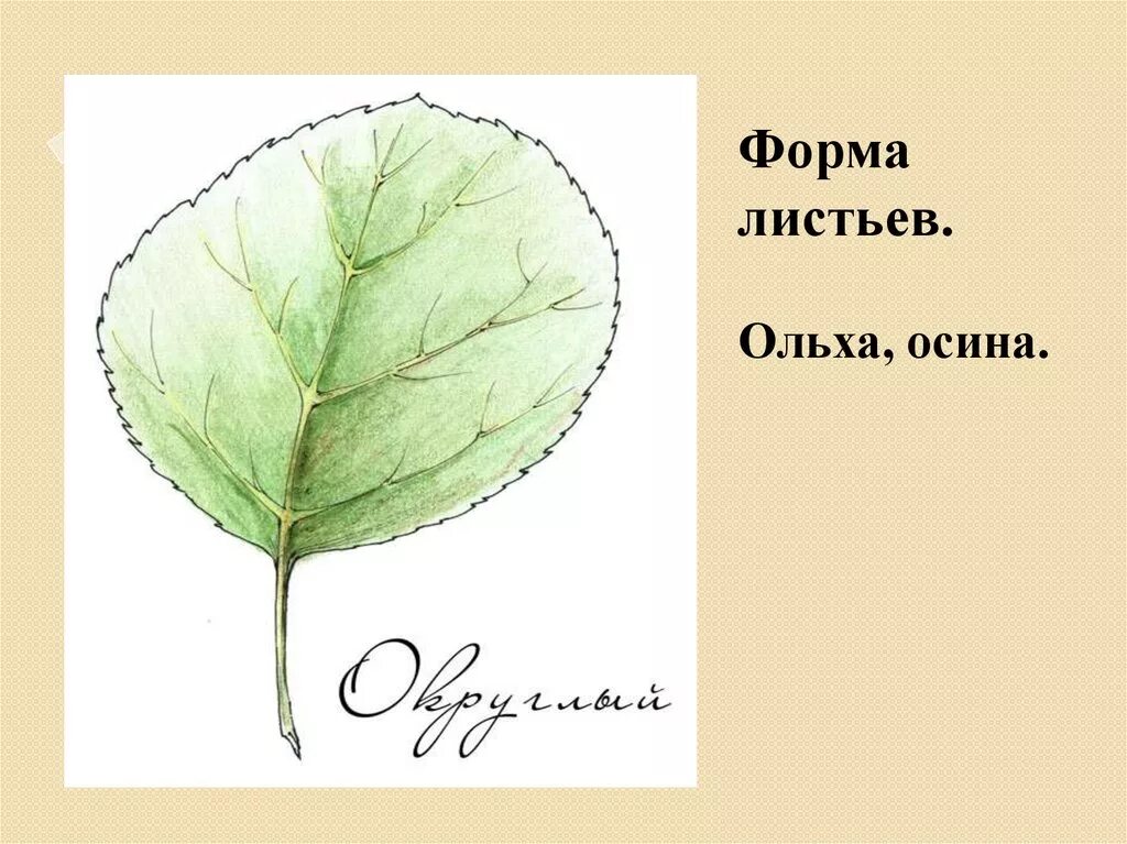 Форма листовой пластинки осины. Форма листа осины и ольхи. Лист осины форма листа. Край листовой пластинки осины.