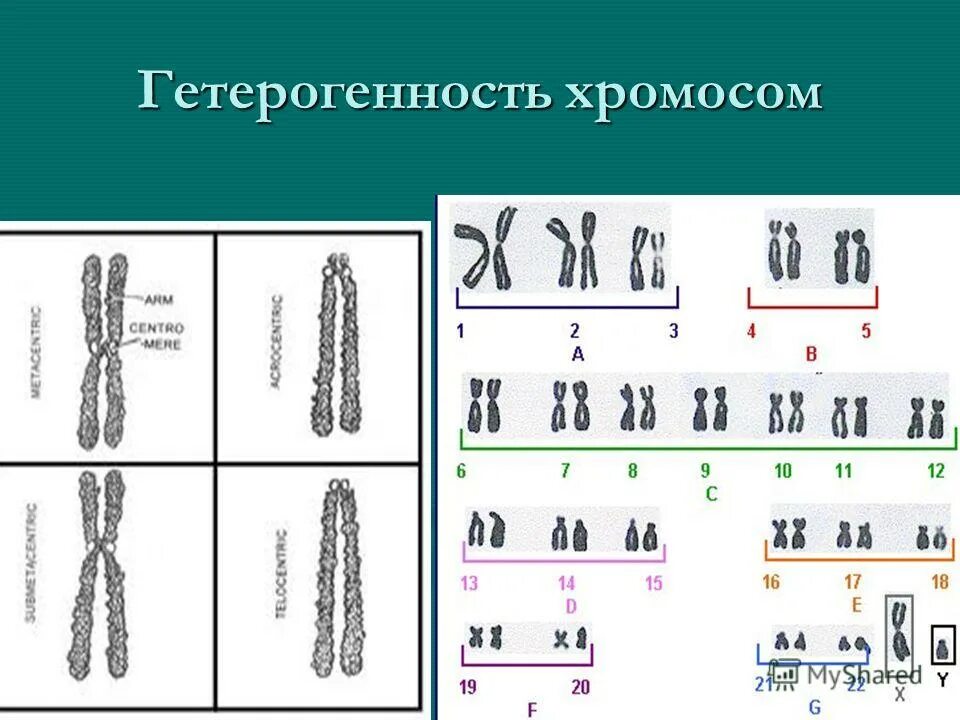 Хромосомы группы г