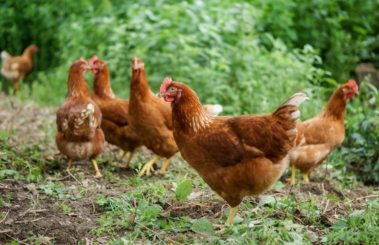 Доминанты порода кур. Пастбищные куры несушки. Сяошань куры. Куры несушки выгодно или. Браун ник куры описание.