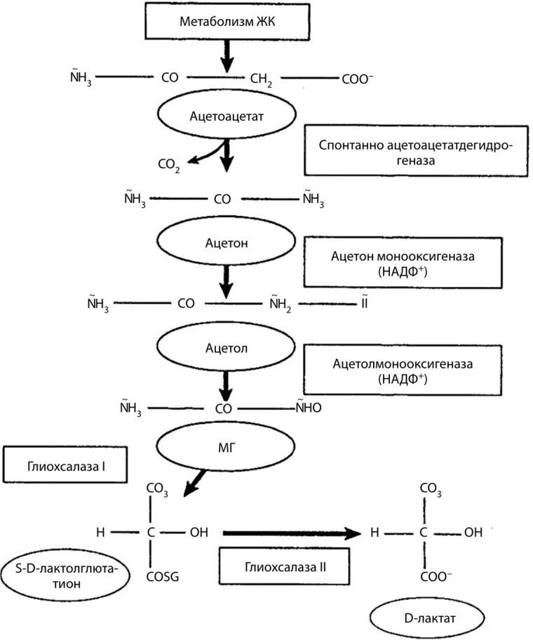 Синтез глюкозы в организме. Синтез Глюкозы из лактата витамины. Схема глюконеогенеза из молочной кислоты. Глюконеогенез из лактата. Синтез Глюкозы из лактат.