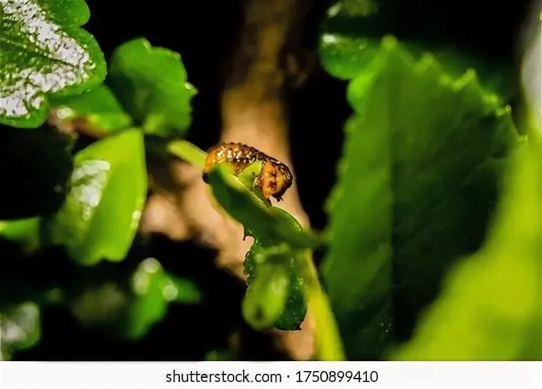 Atharva-tulsi. Aeci plant health. Тля на розах. Зеленая тля на розах. Трипсы на розах.